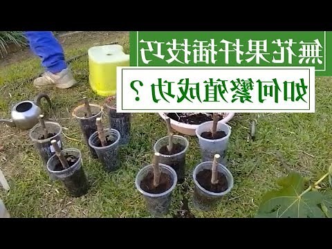 榕樹 無花果